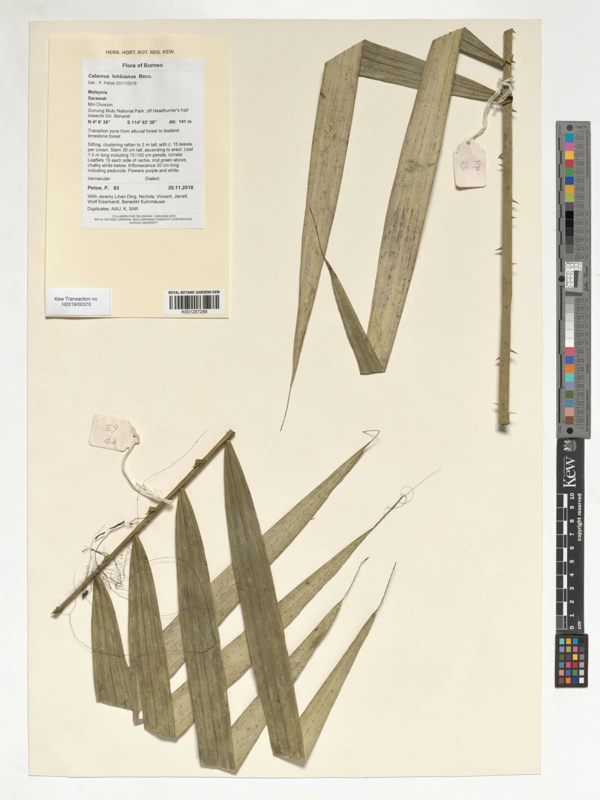 Botanical specimen of Calamus Lobbianus.
