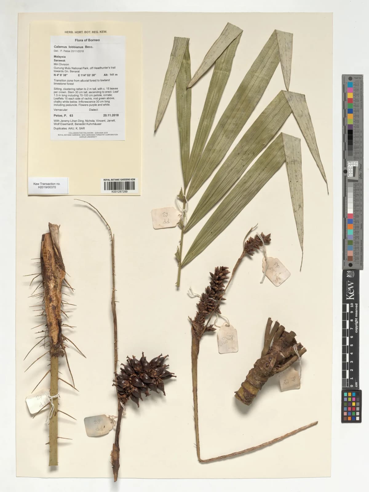 Botanical specimen of Calamus Lobbianus.