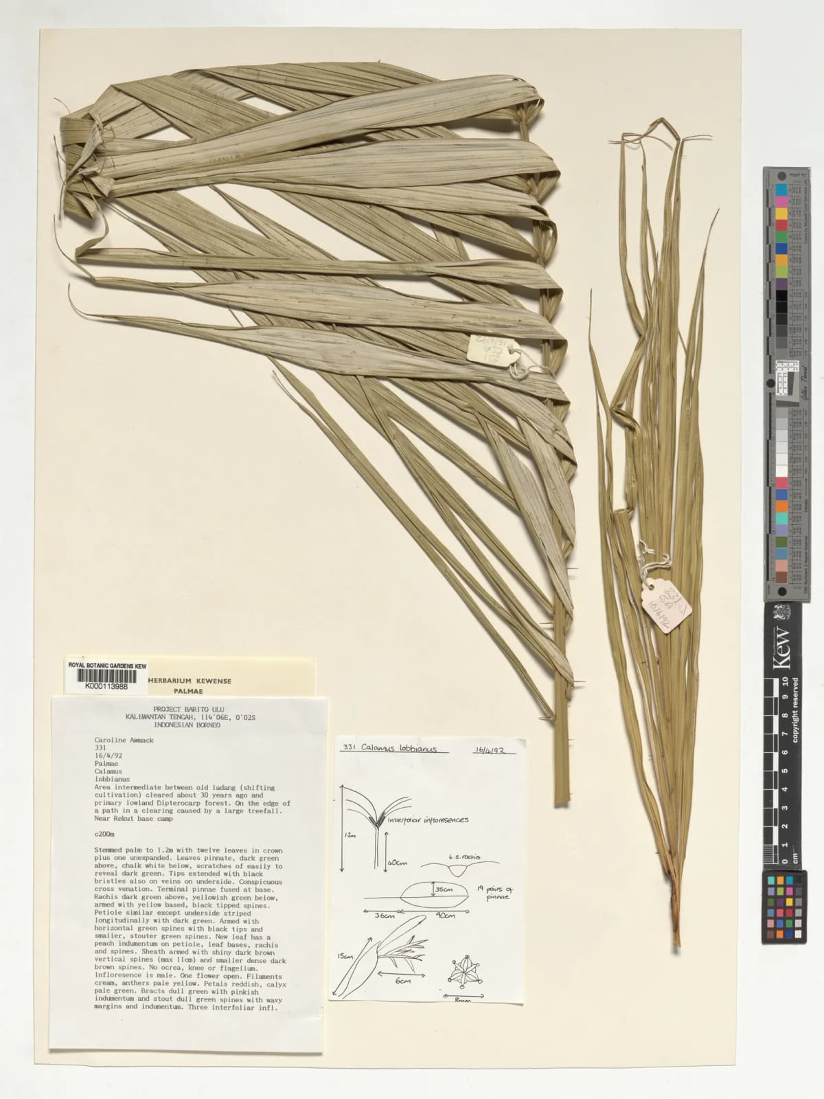 Botanical specimen of Calamus Lobbianus.