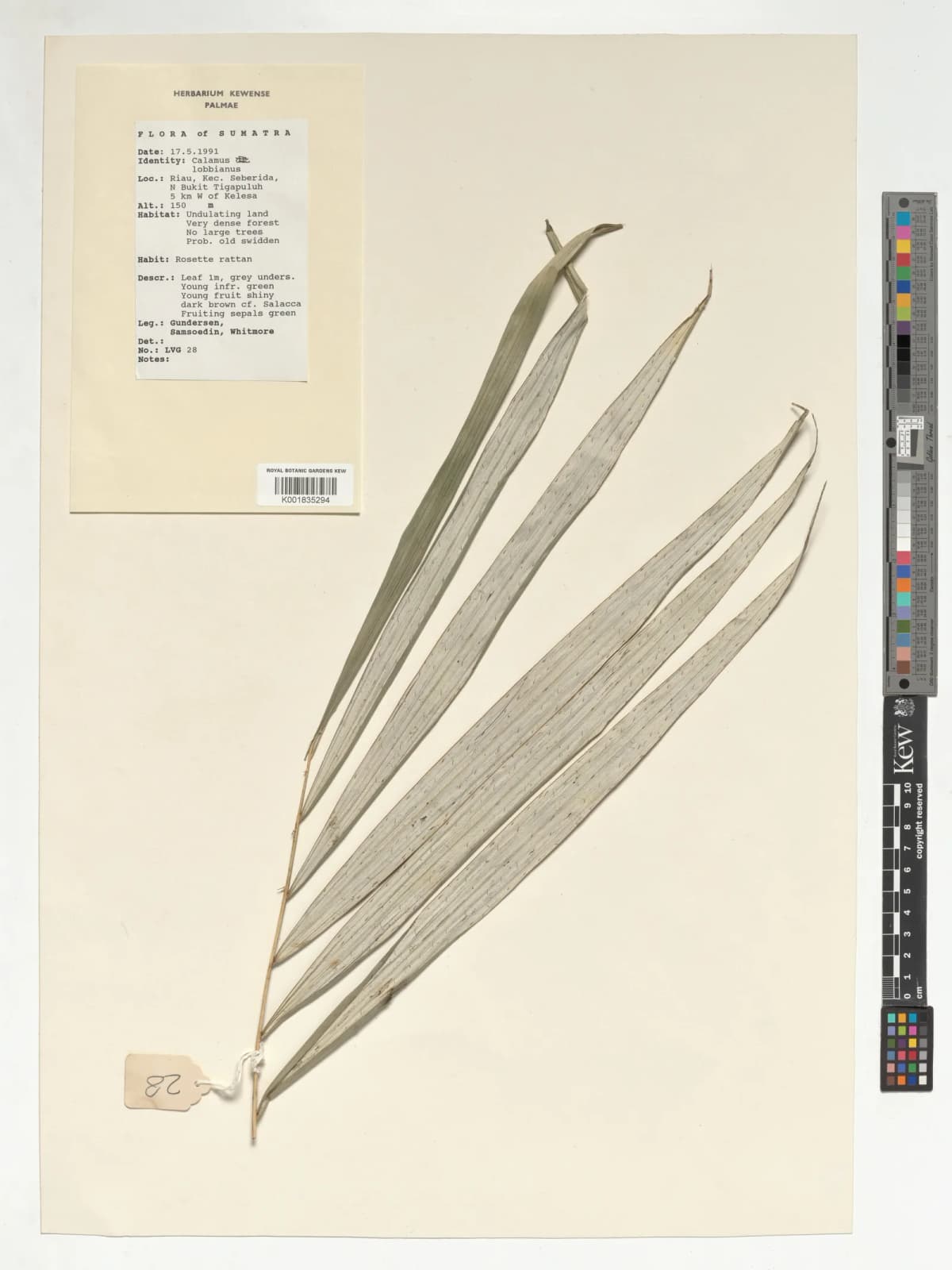 Botanical specimen of Calamus Lobbianus.