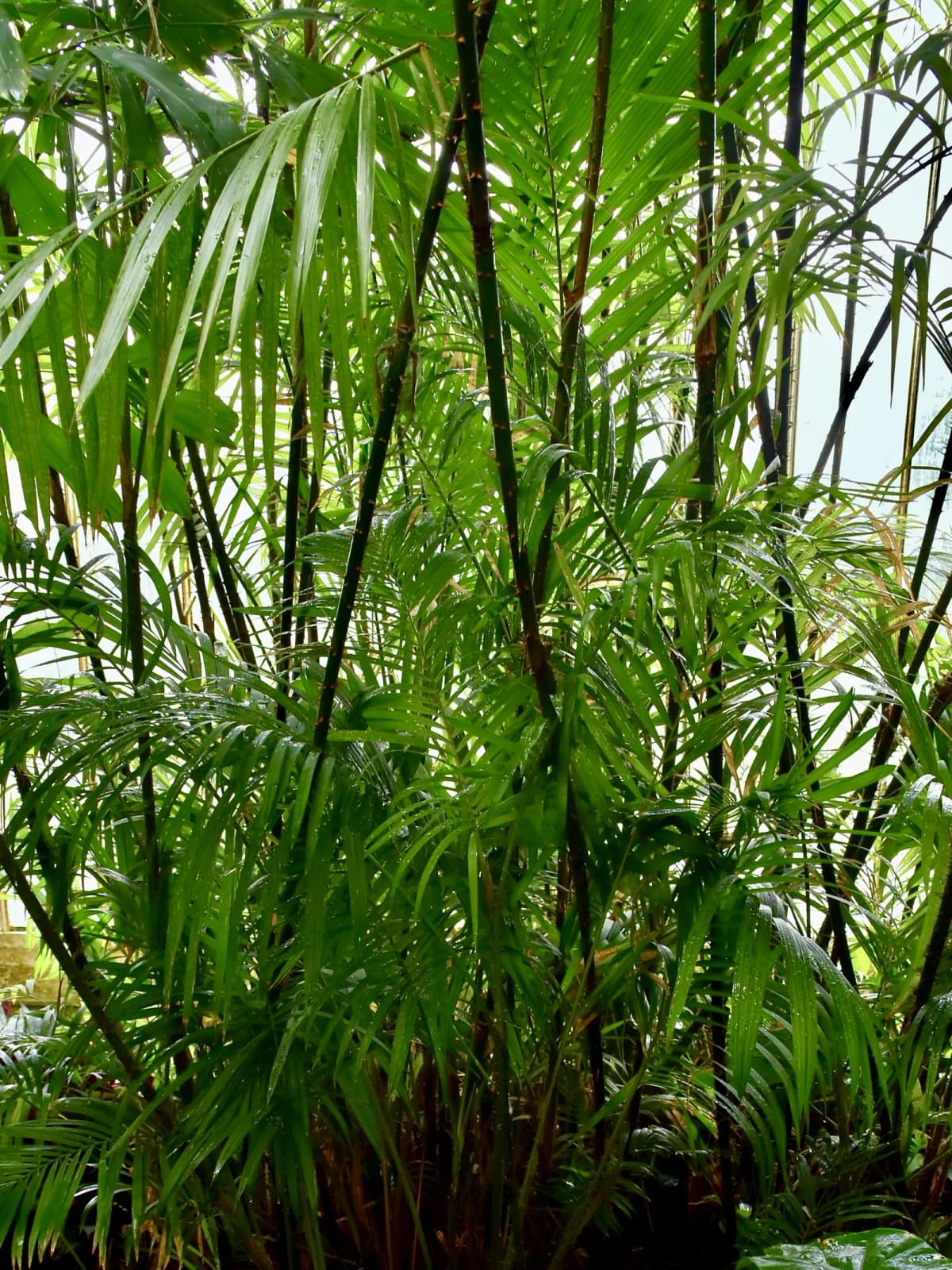Botanical specimen of Calamus Longipinna.
