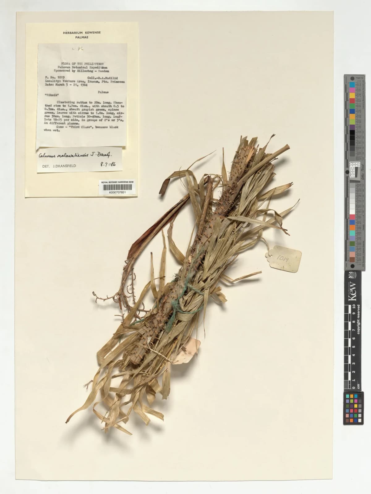 Botanical specimen of Calamus Malawaliensis.