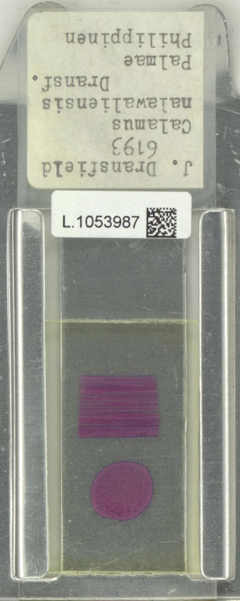 Botanical specimen of Calamus Malawaliensis.