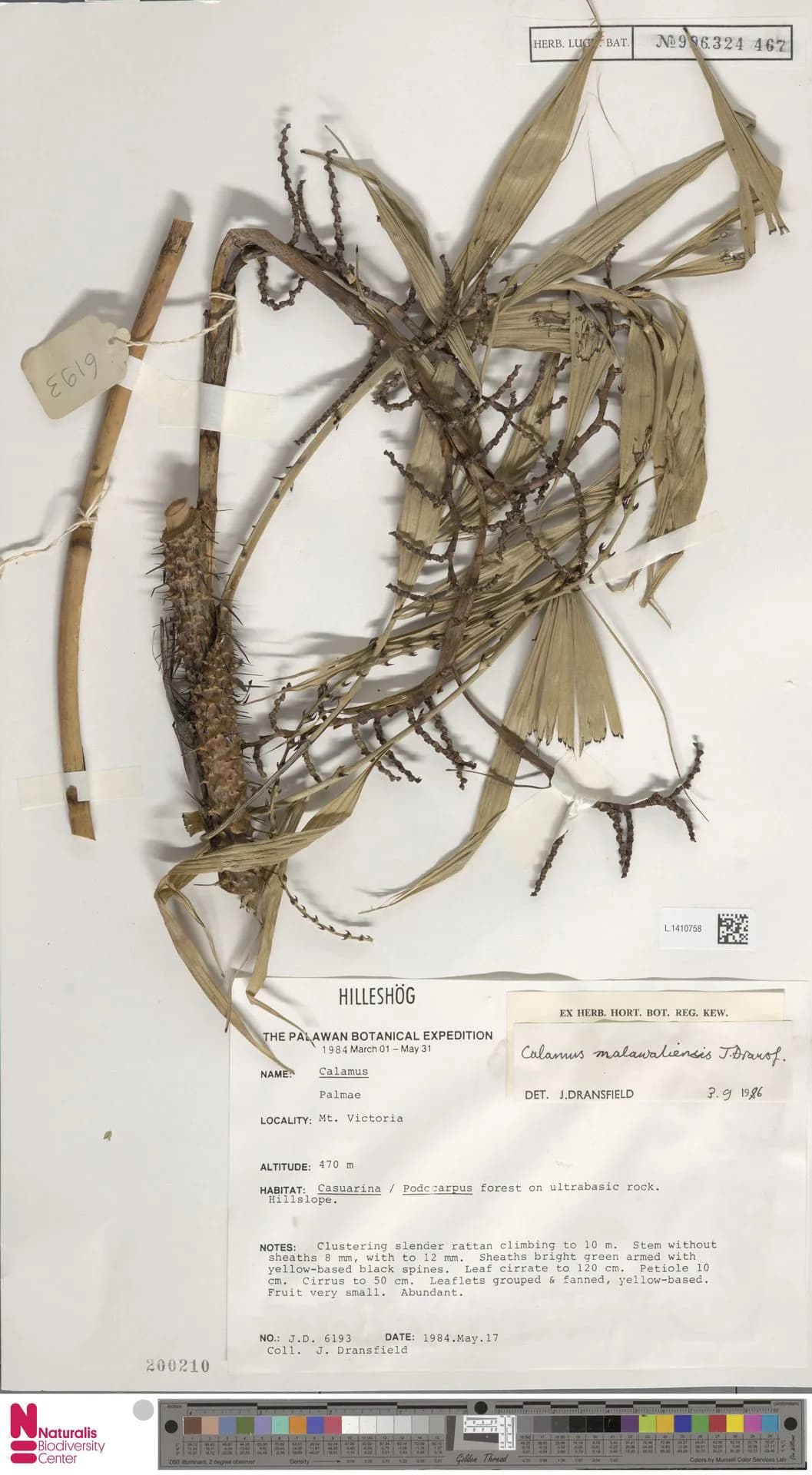 Botanical specimen of Calamus Malawaliensis.