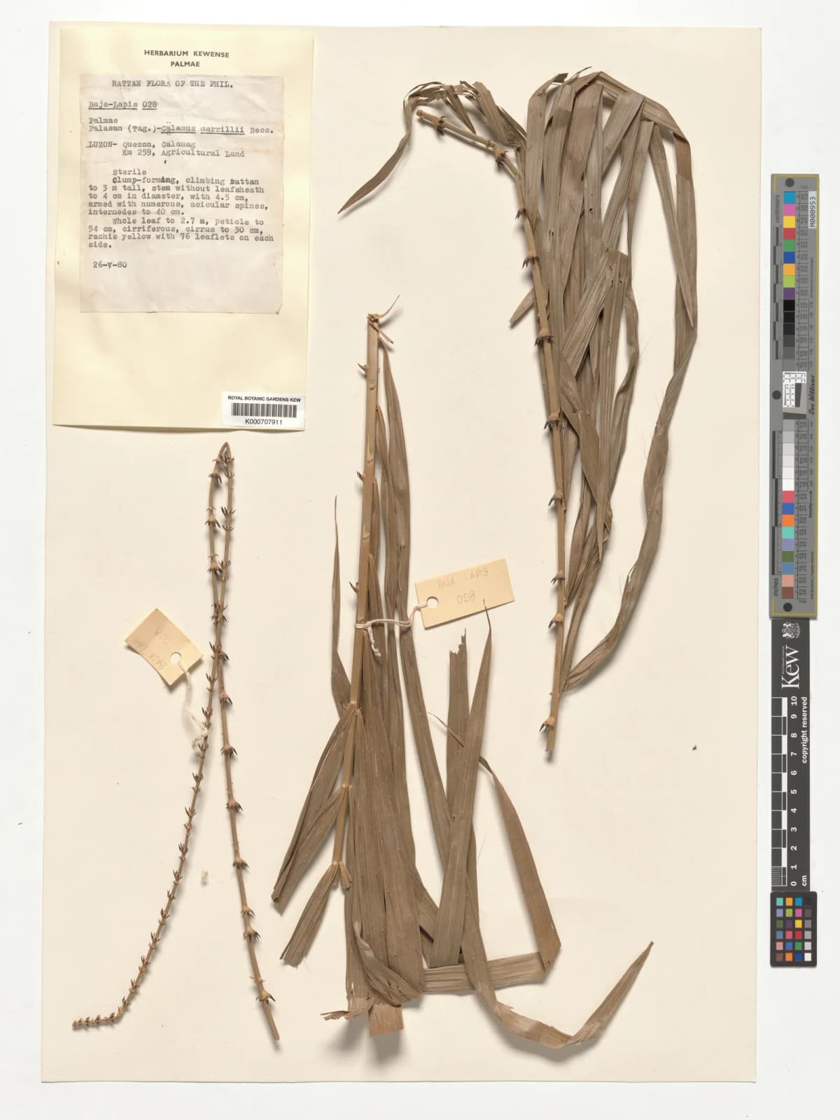 Botanical specimen of Calamus Merrillii.