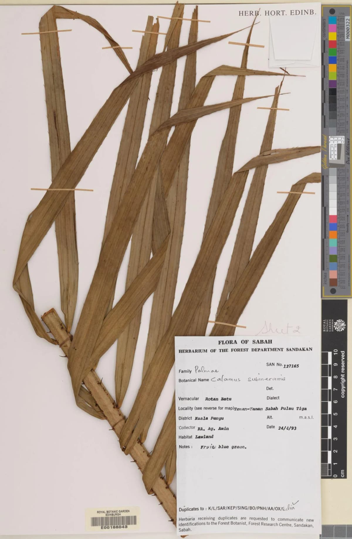 Botanical specimen of Calamus Mindorensis.