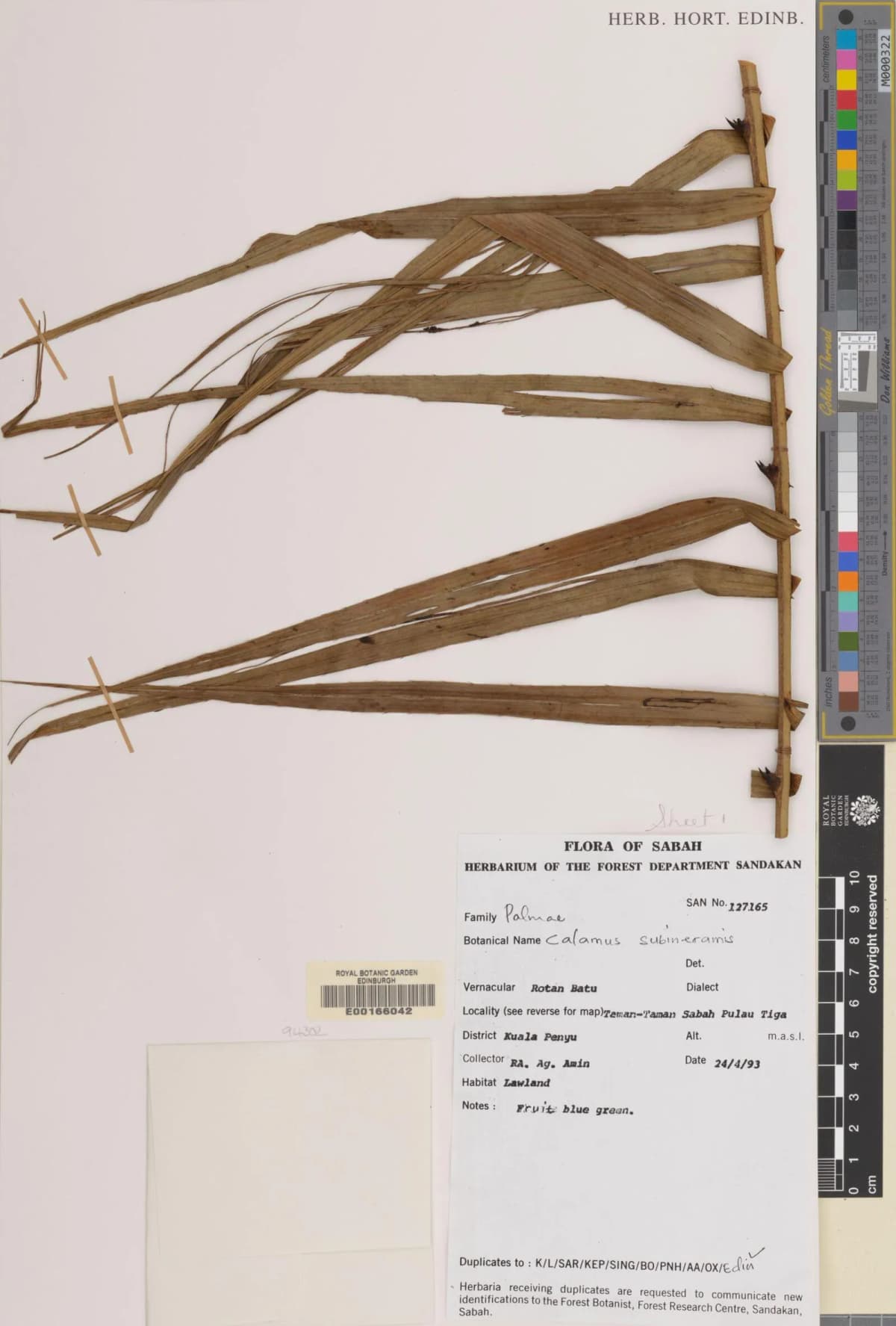 Botanical specimen of Calamus Mindorensis.