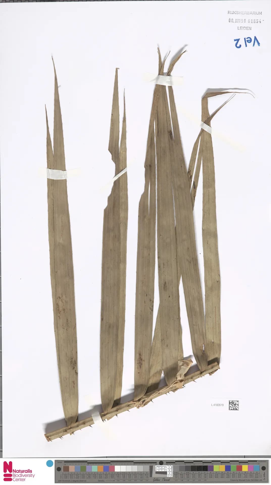 Botanical specimen of Calamus Mindorensis.