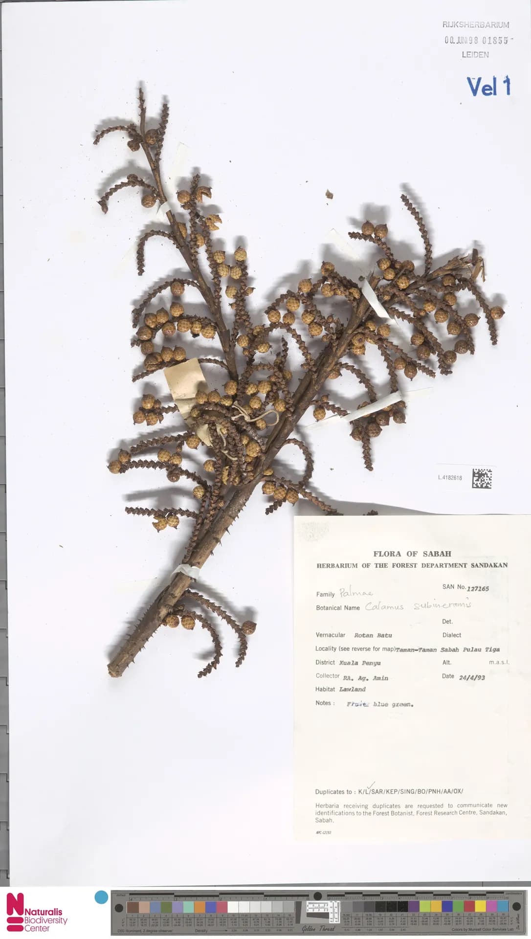 Botanical specimen of Calamus Mindorensis.
