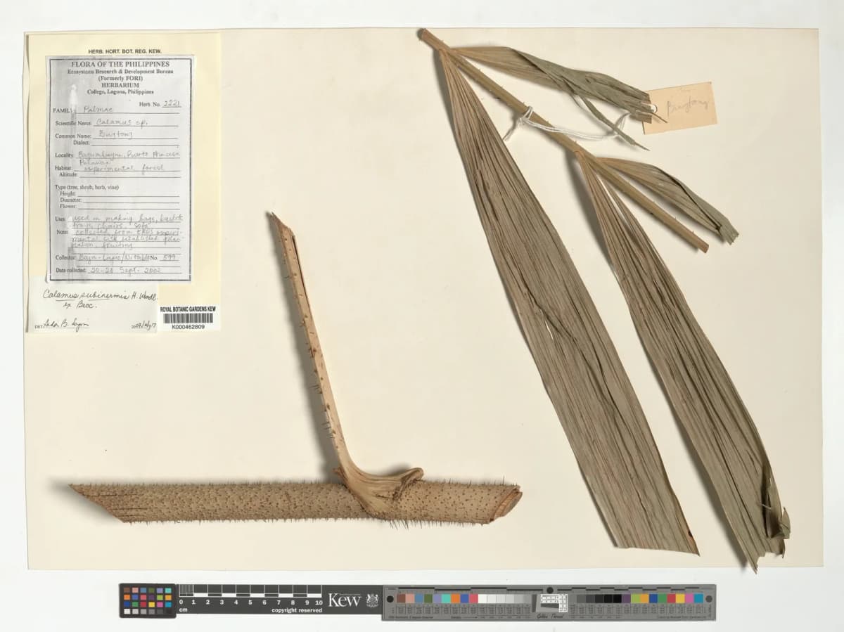 Botanical specimen of Calamus Mindorensis.