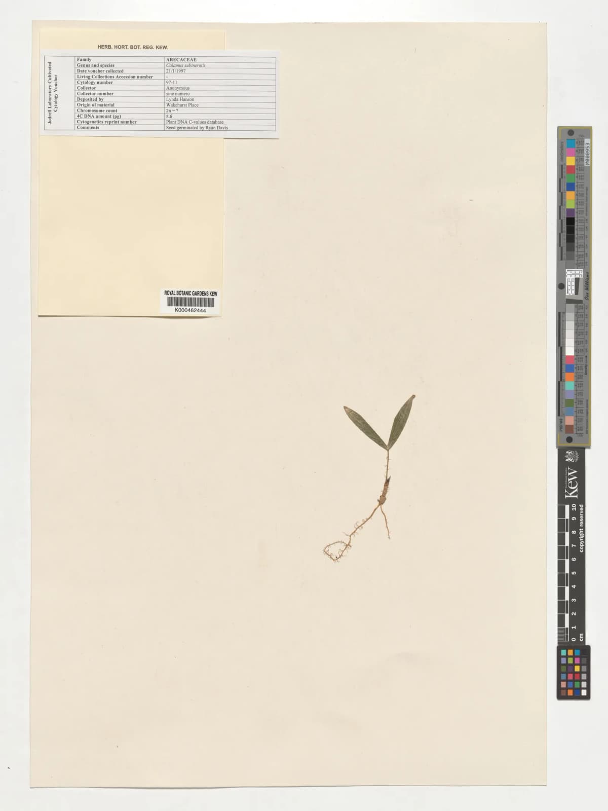 Botanical specimen of Calamus Mindorensis.