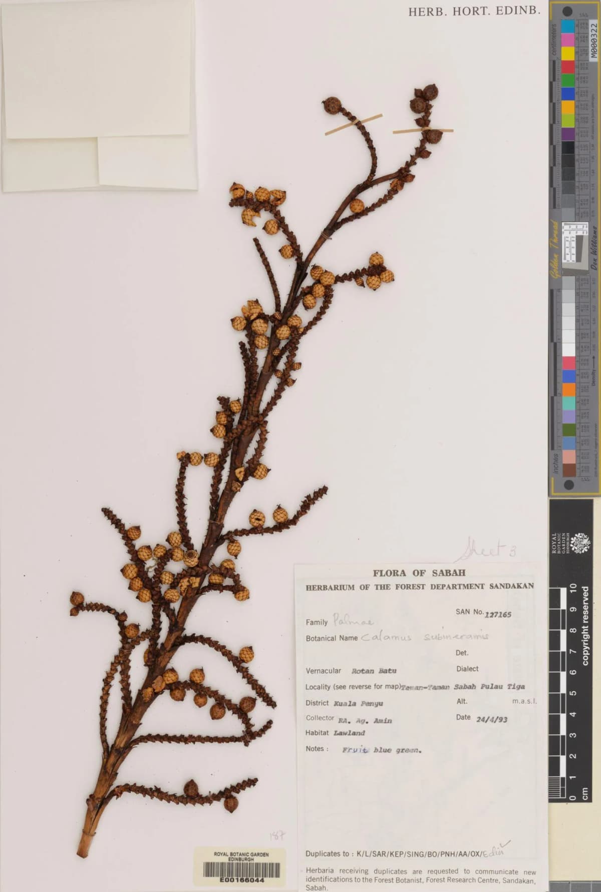 Botanical specimen of Calamus Mindorensis.