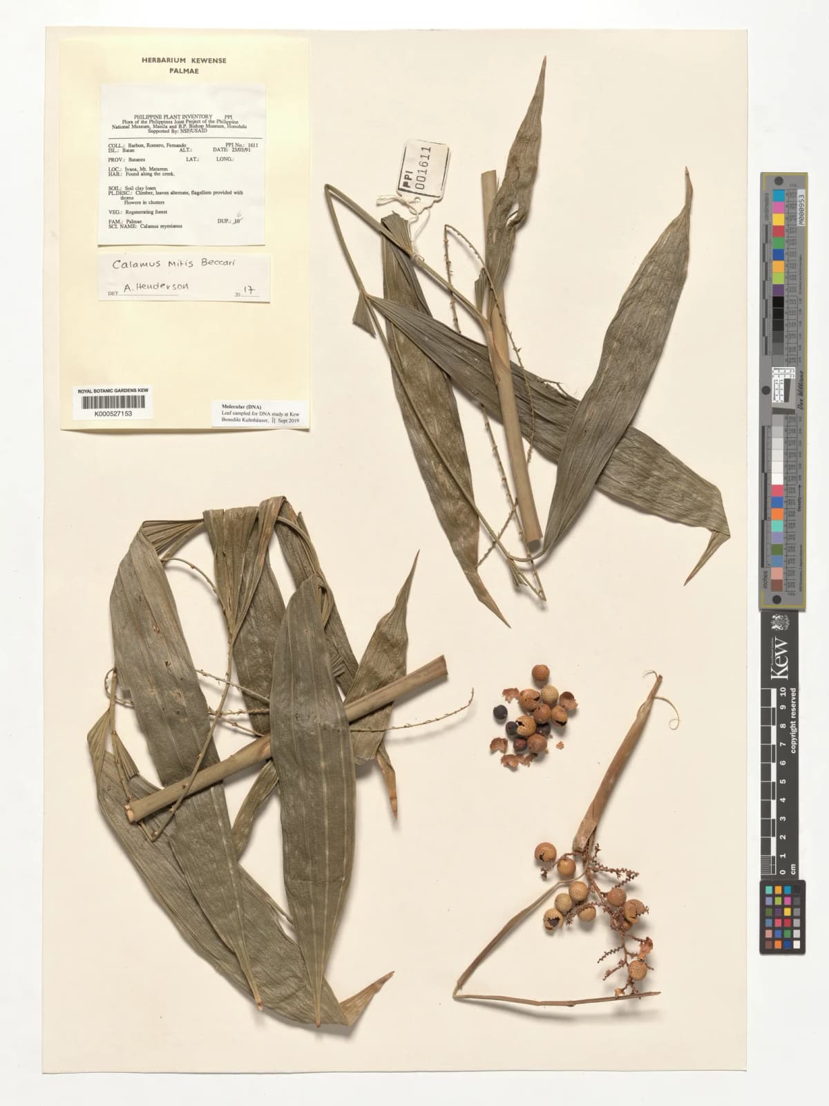 Botanical specimen of Calamus Mitis.