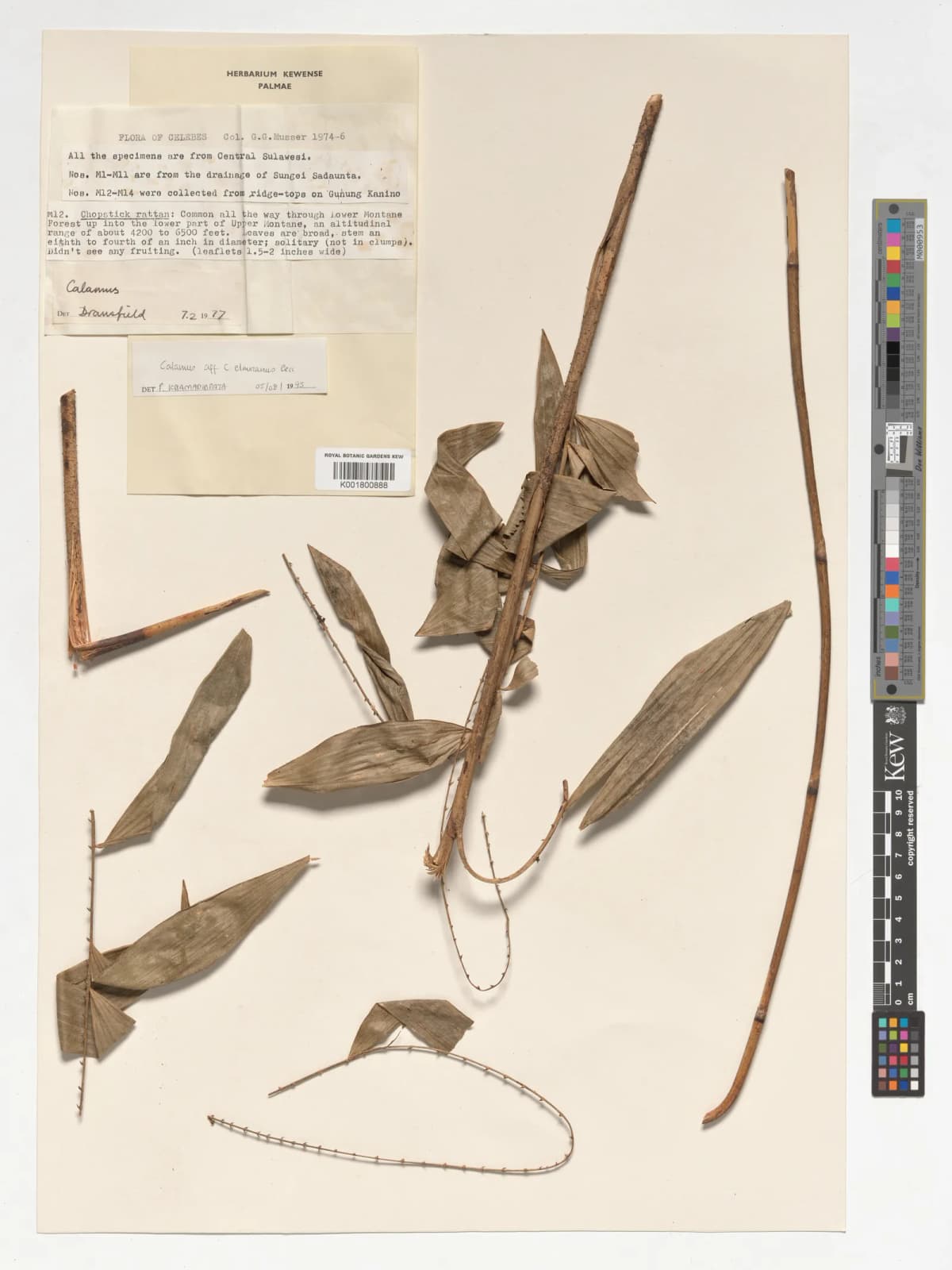 Botanical specimen of Calamus Mitis.
