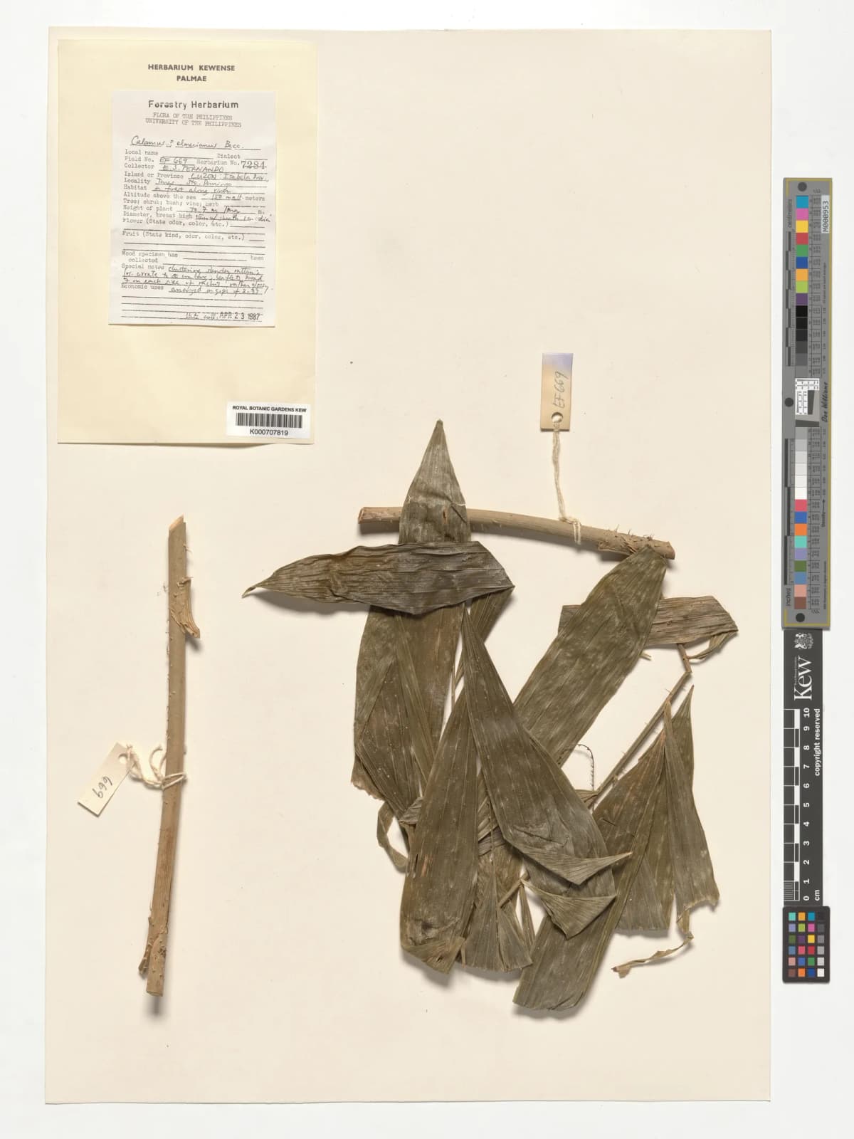 Botanical specimen of Calamus Mitis.