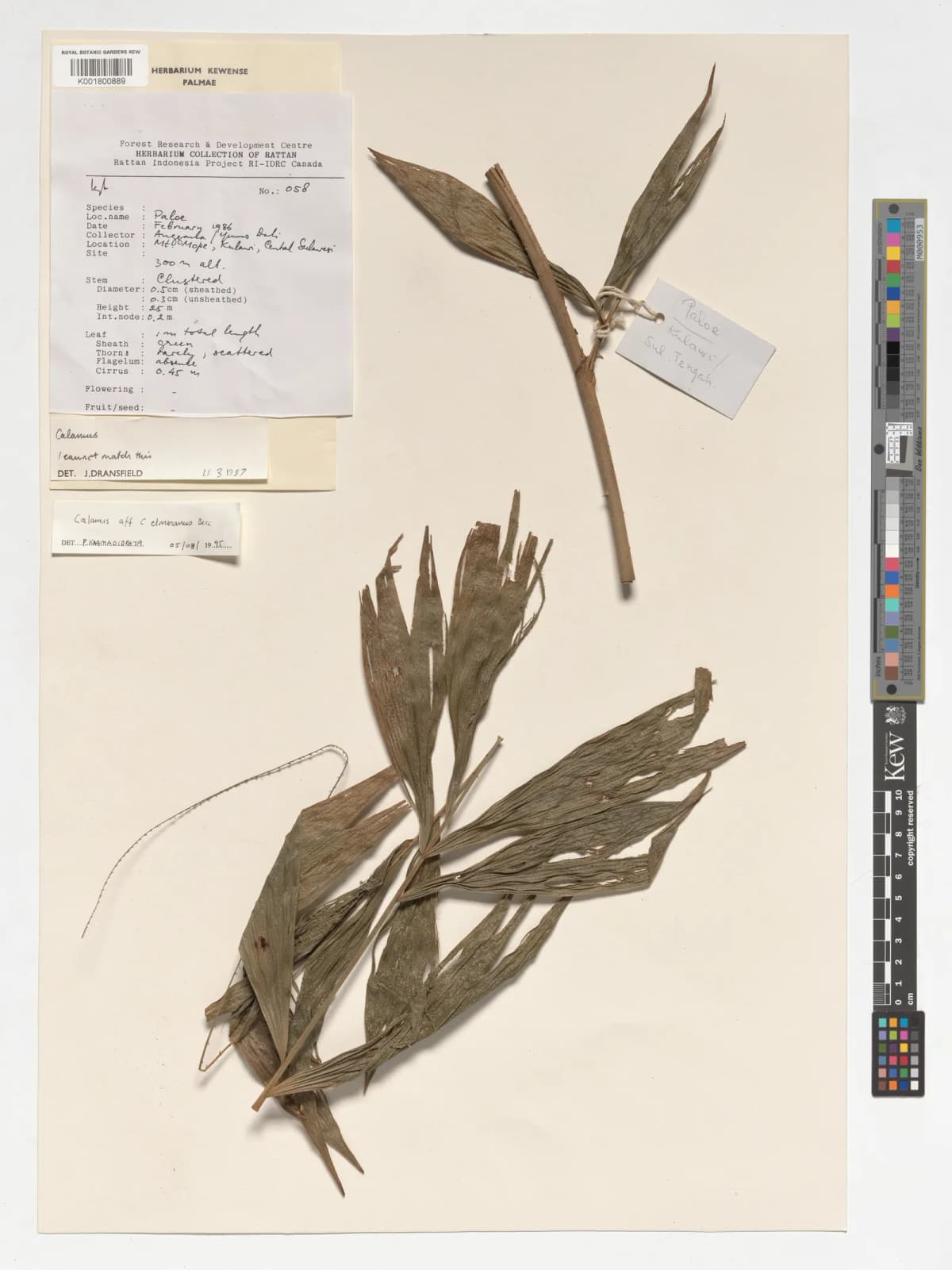 Botanical specimen of Calamus Mitis.