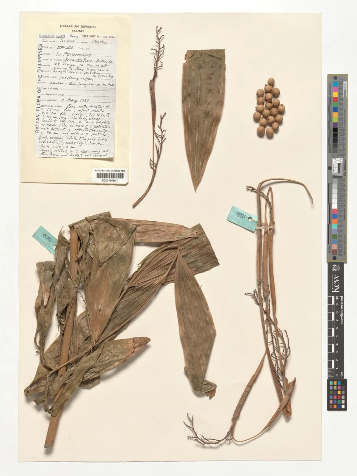 Botanical specimen of Calamus Mitis.