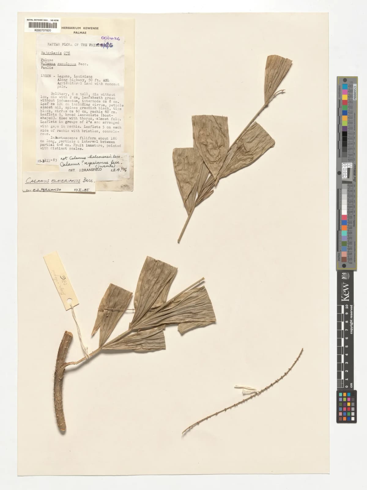 Botanical specimen of Calamus Mitis.