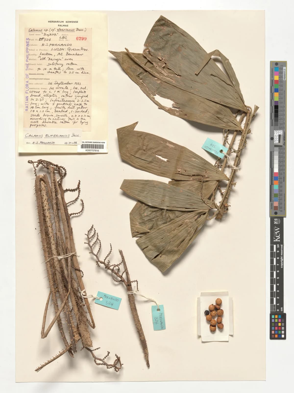 Botanical specimen of Calamus Mitis.