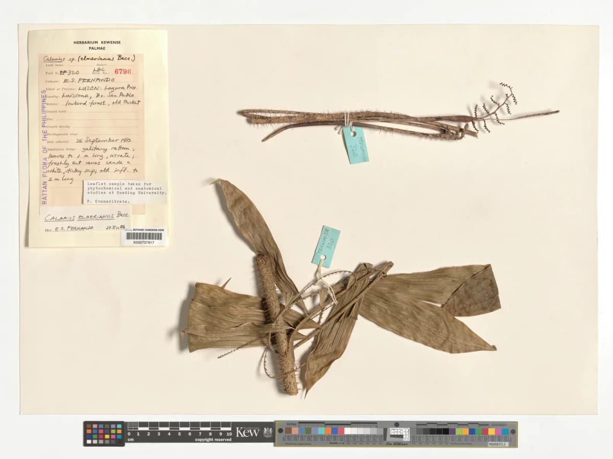 Botanical specimen of Calamus Mitis.