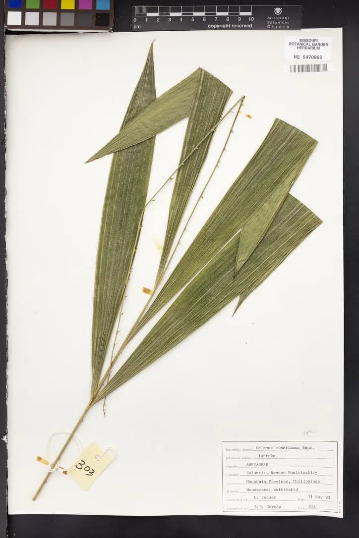 Botanical specimen of Calamus Mitis.
