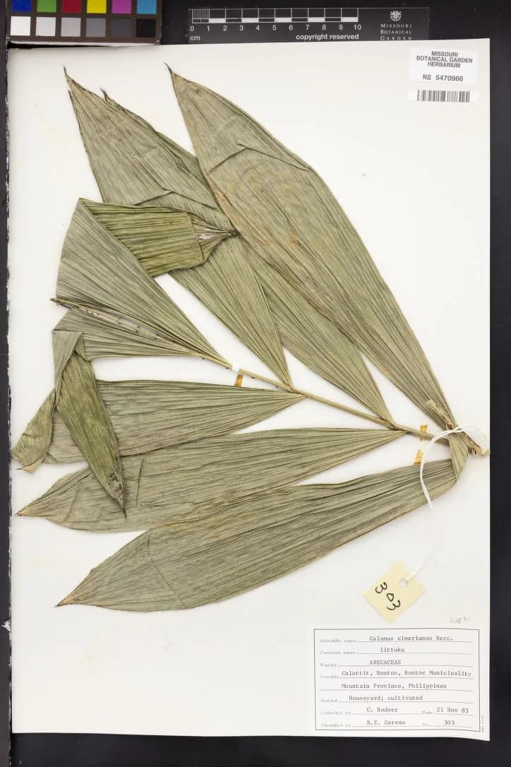 Botanical specimen of Calamus Mitis.