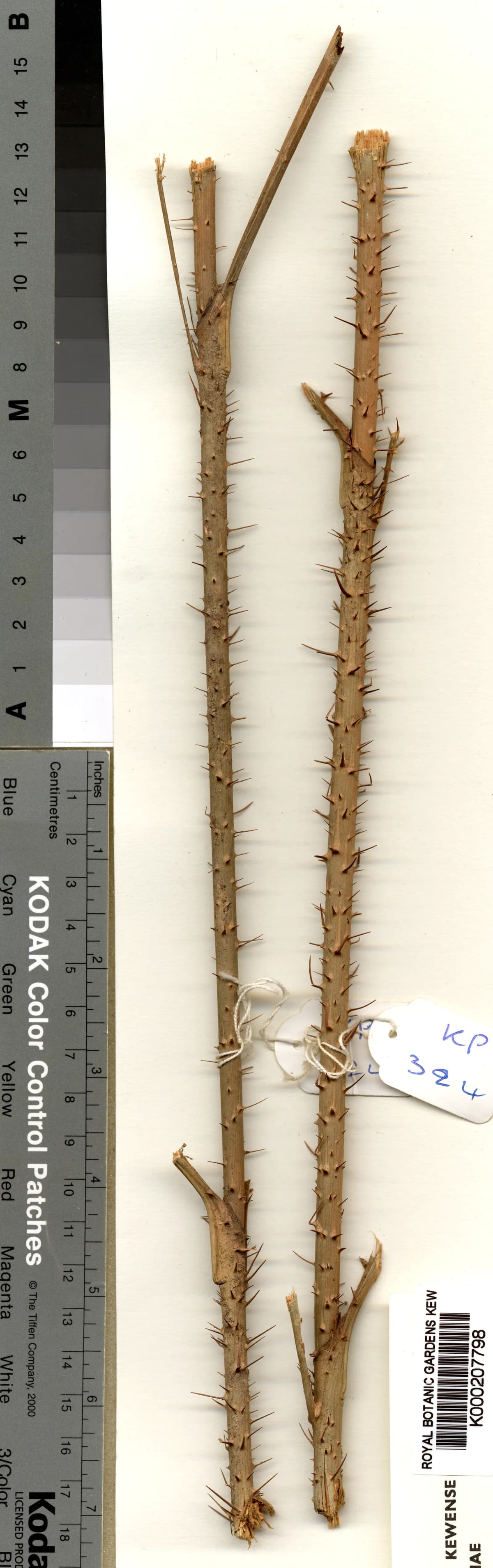 Botanical specimen of Calamus Oligostachys.