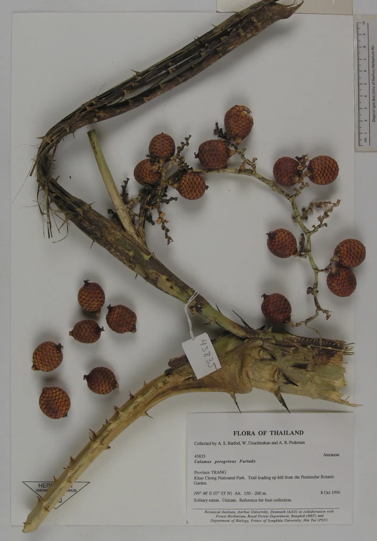Botanical specimen of Calamus Peregrinus.