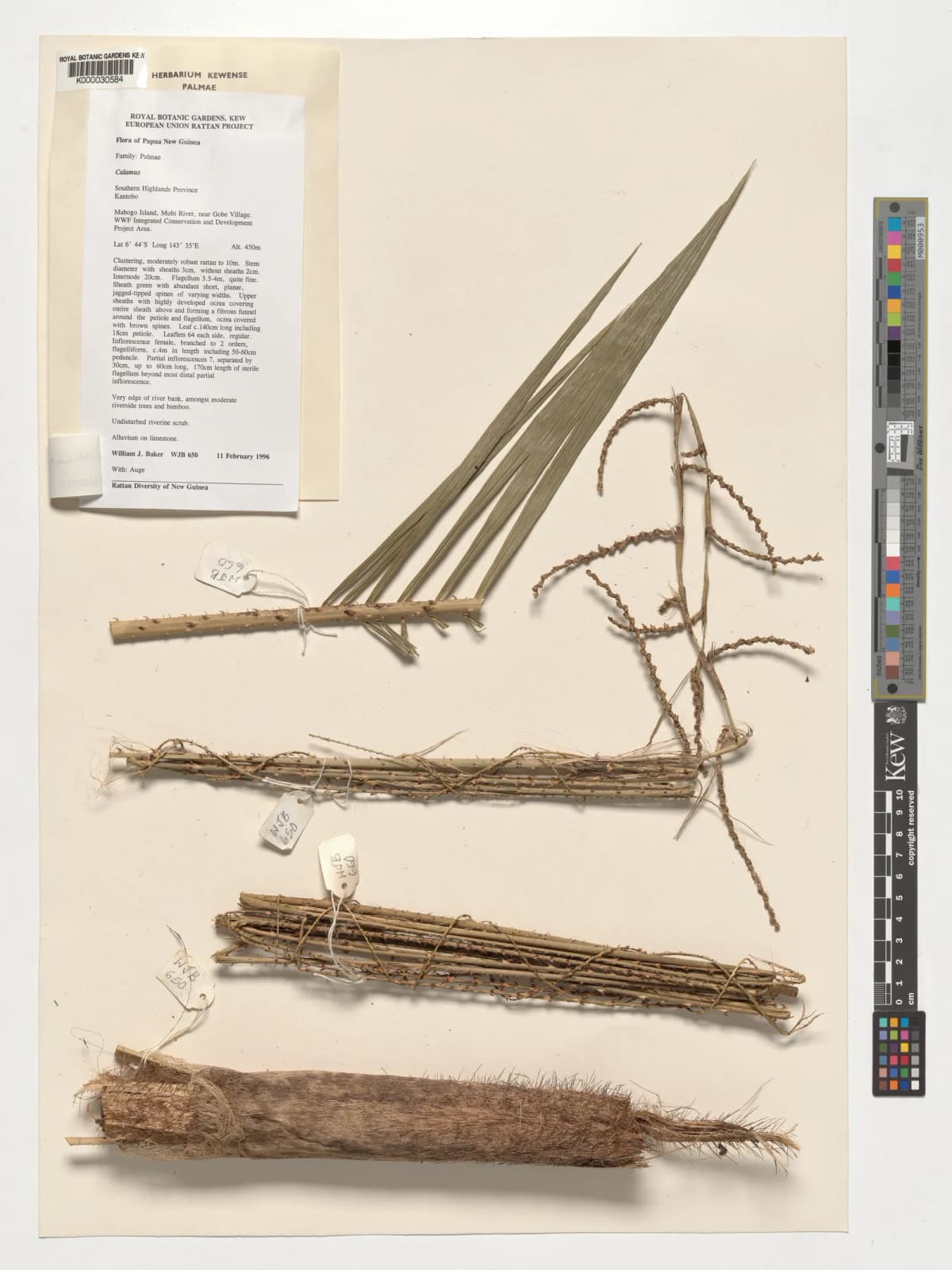 Botanical specimen of Calamus Reticulatus.