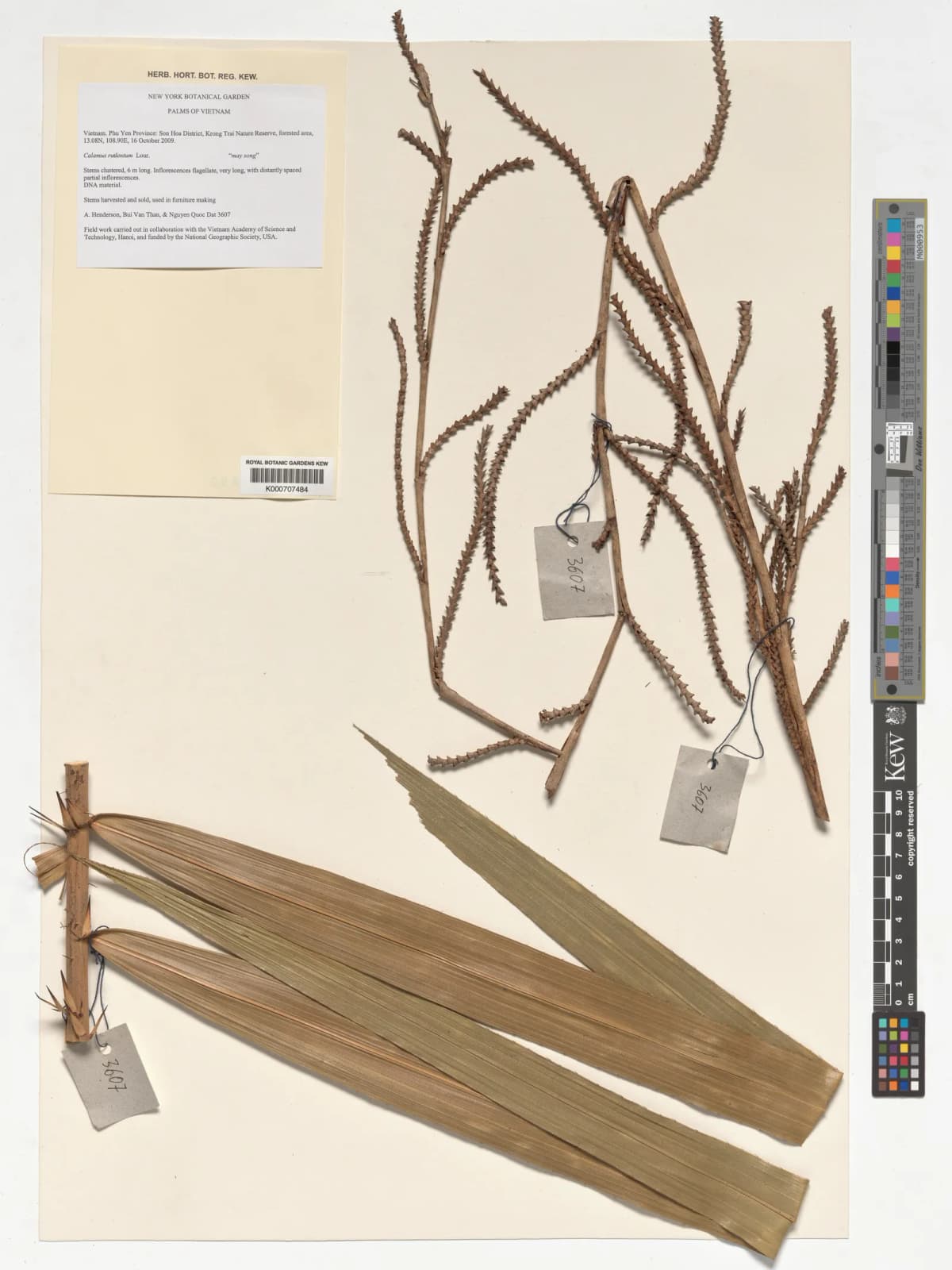 Botanical specimen of Calamus Rudentum.