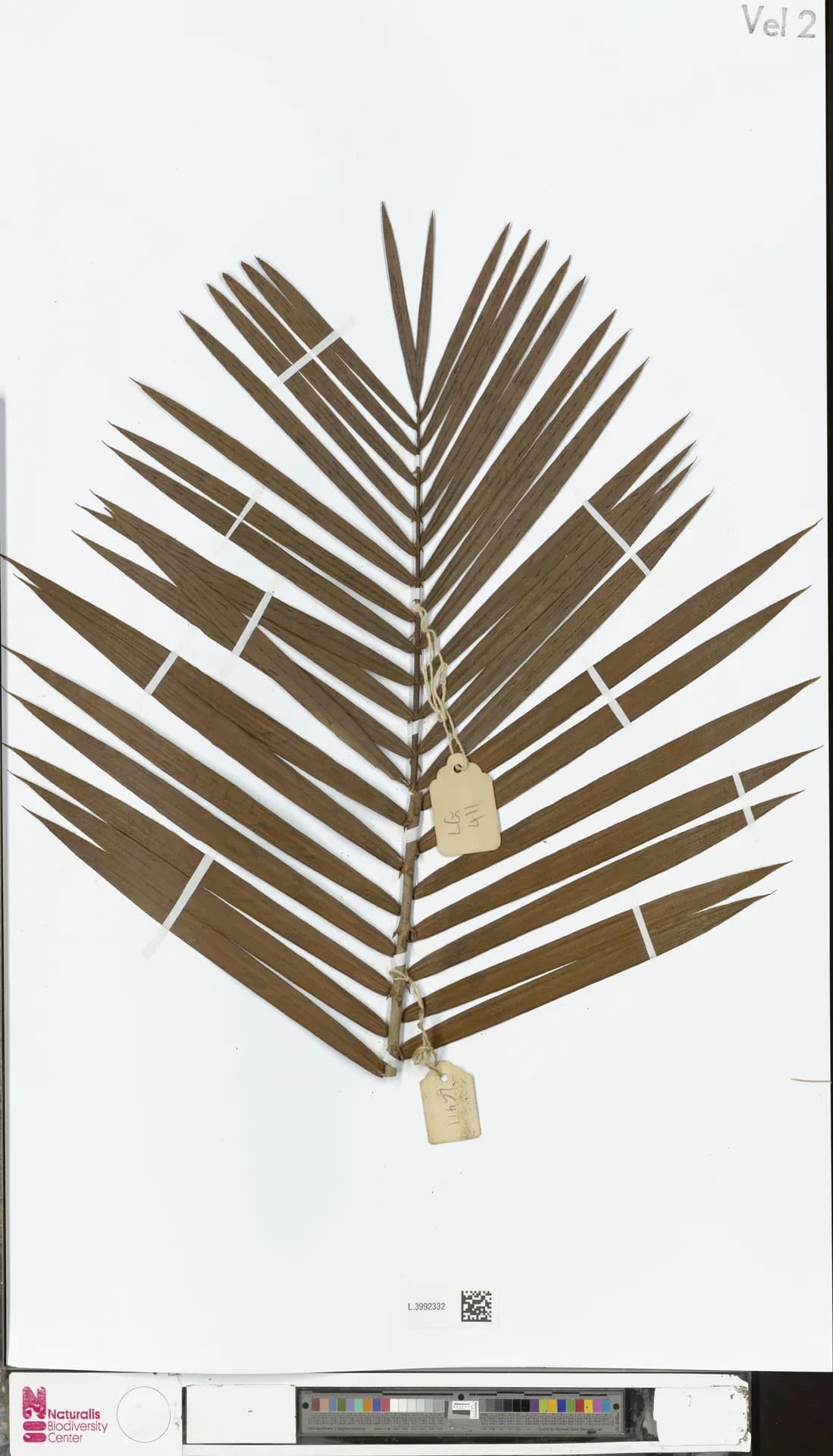 Botanical specimen of Calamus Serrulatus.