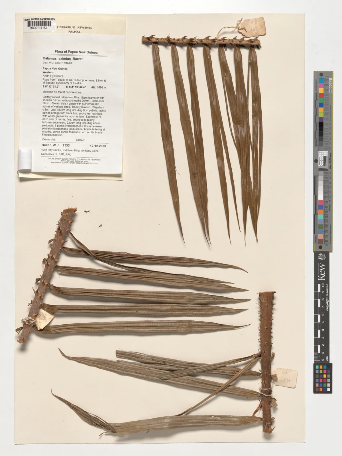 Botanical specimen of Calamus Serrulatus.