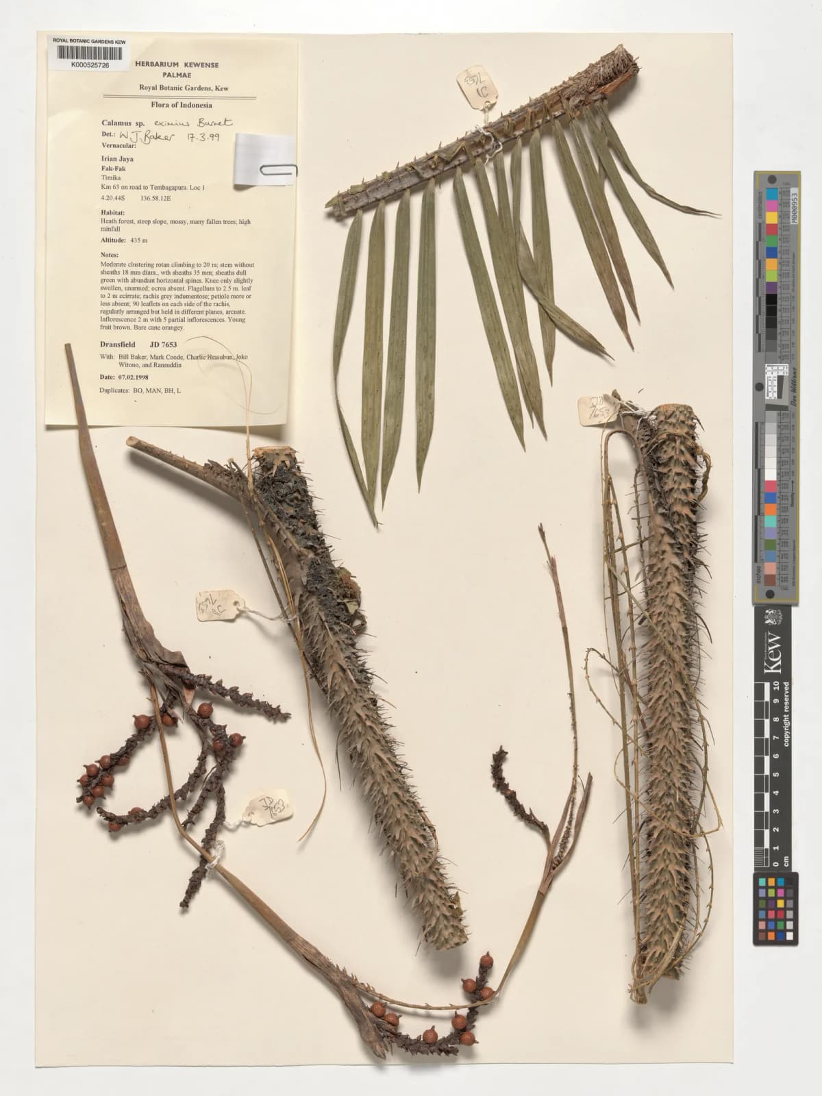Botanical specimen of Calamus Serrulatus.