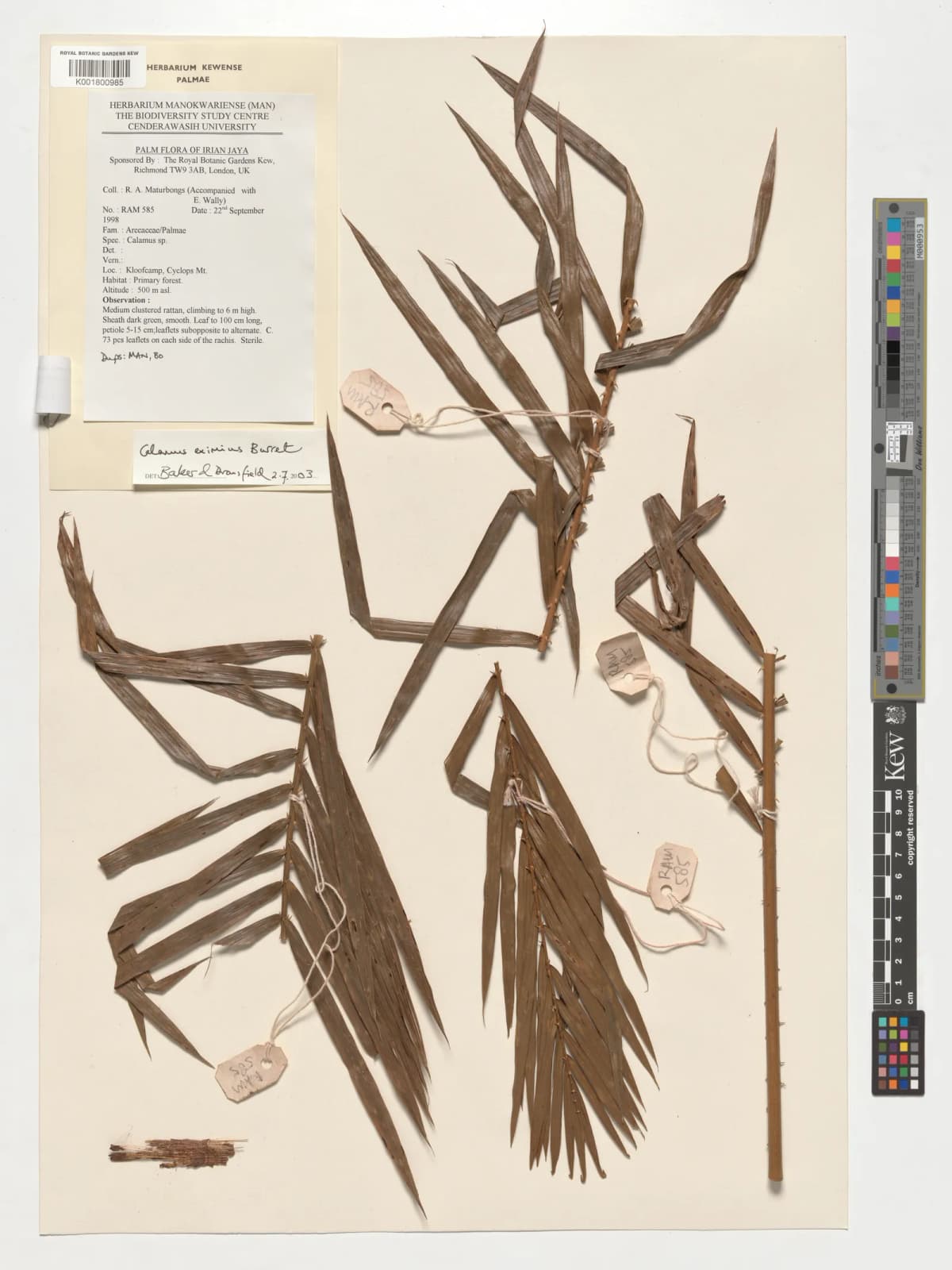 Botanical specimen of Calamus Serrulatus.