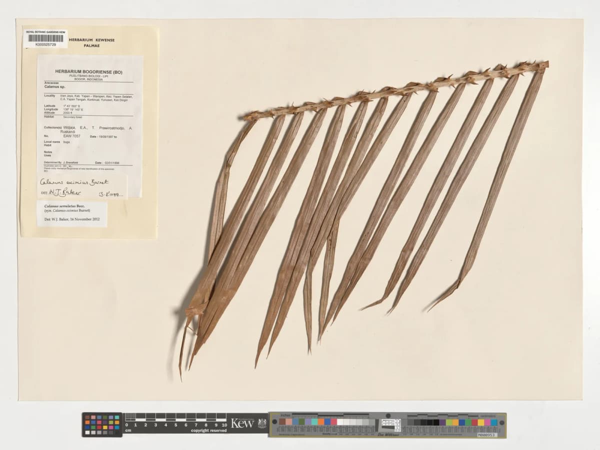Botanical specimen of Calamus Serrulatus.