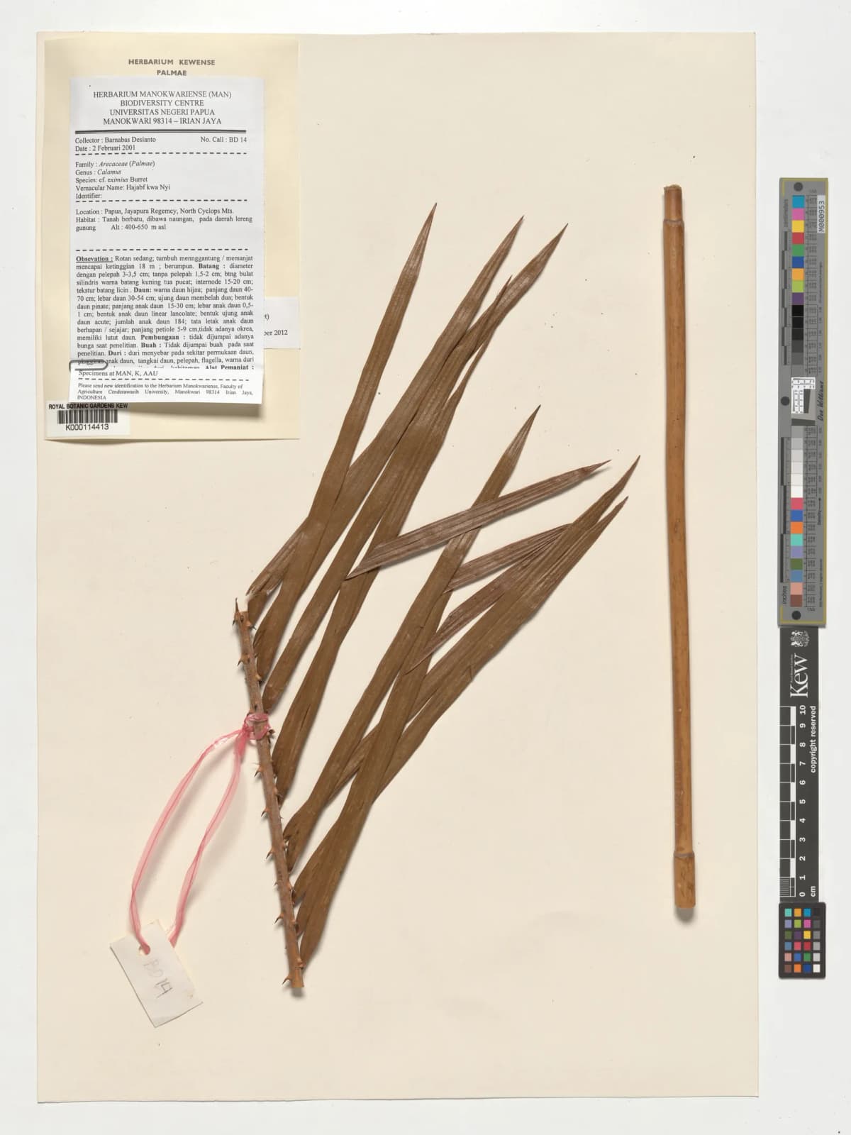 Botanical specimen of Calamus Serrulatus.