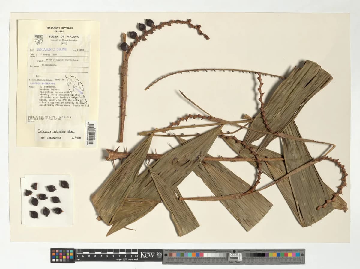 Botanical specimen of Calamus Simplex.