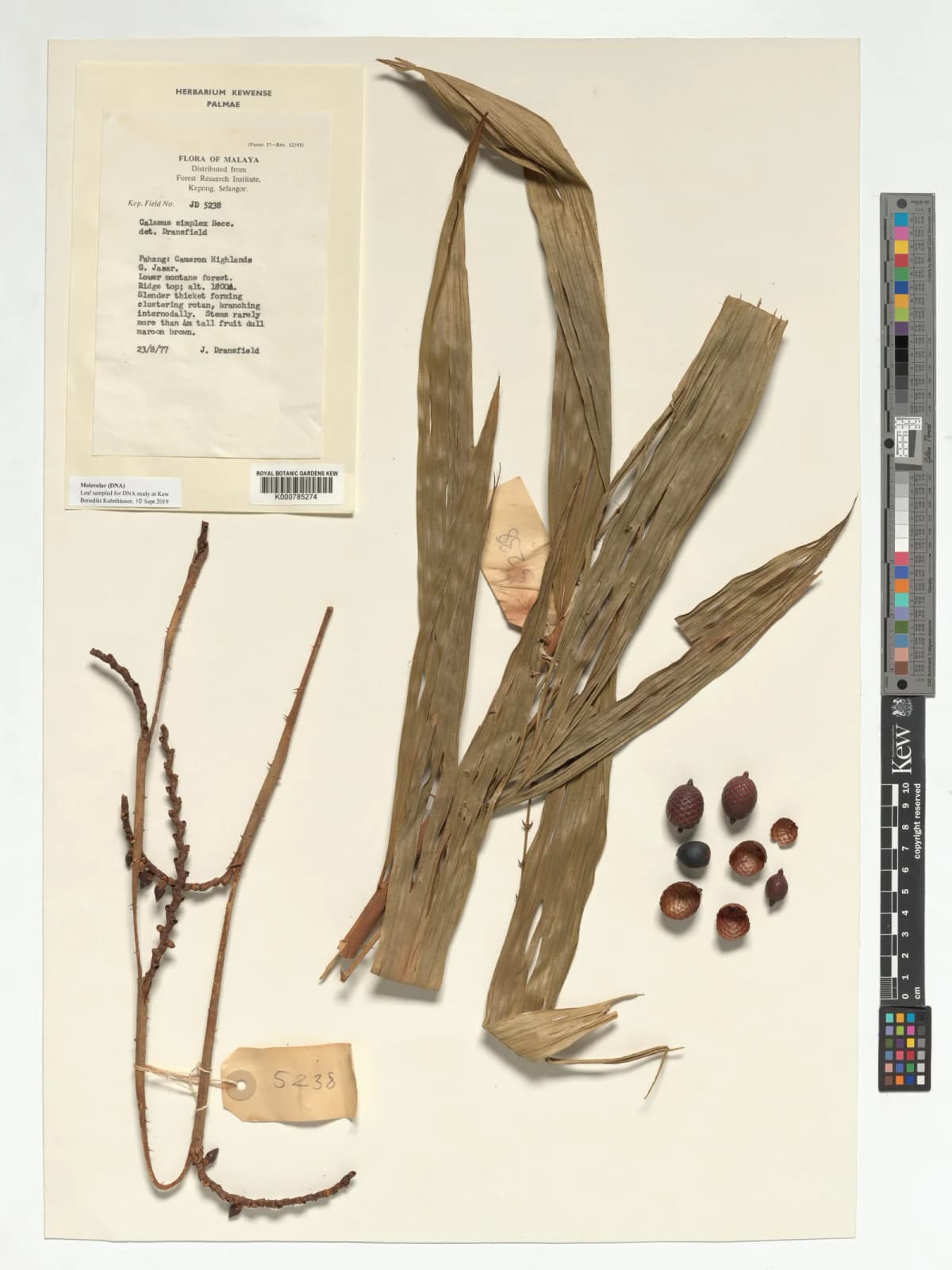 Botanical specimen of Calamus Simplex.