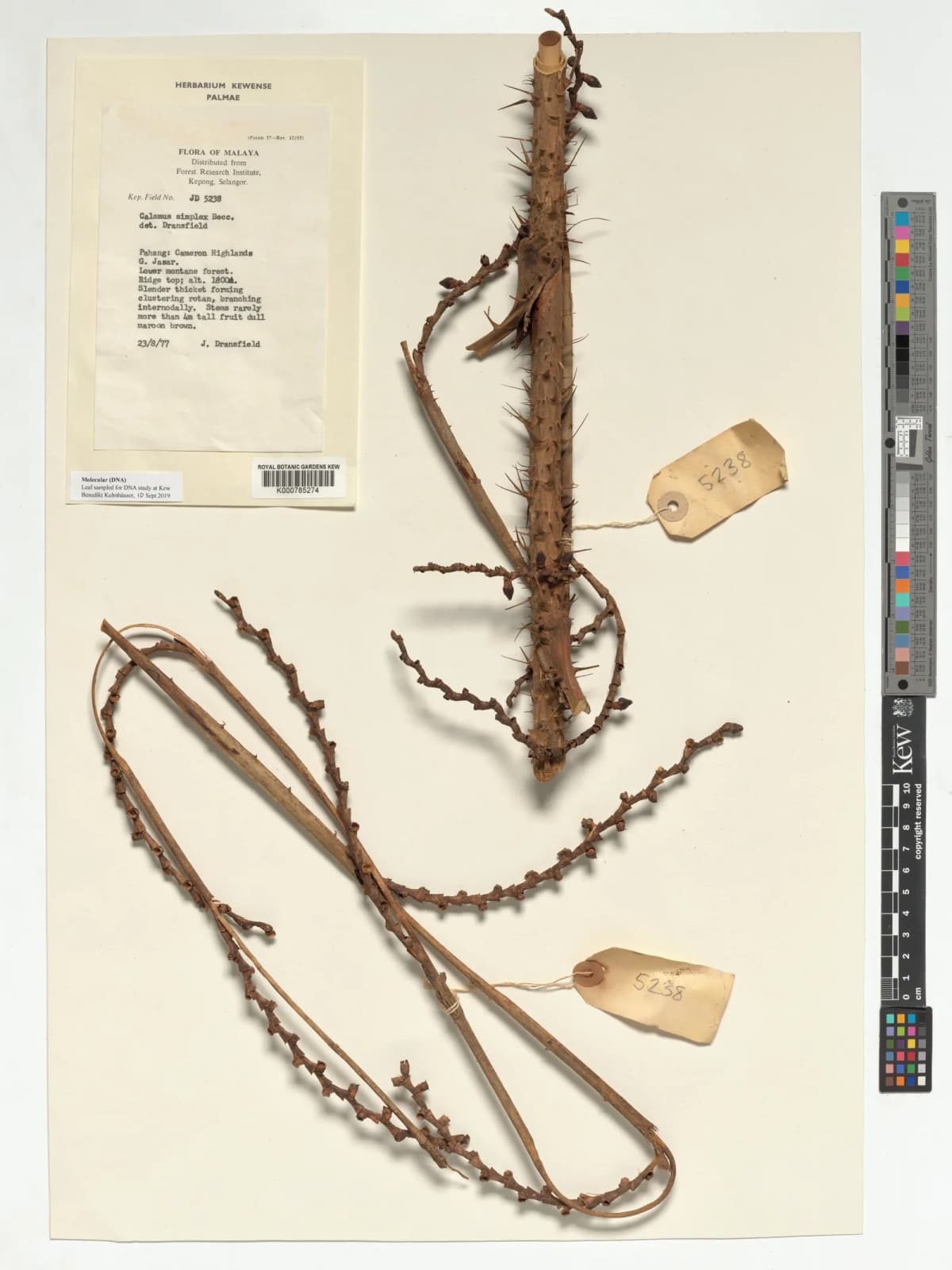 Botanical specimen of Calamus Simplex.