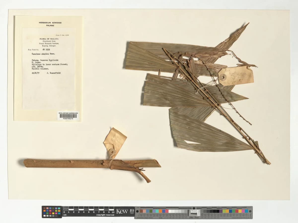 Botanical specimen of Calamus Simplex.