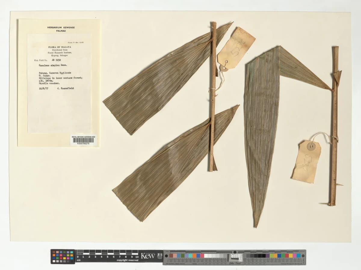 Botanical specimen of Calamus Simplex.