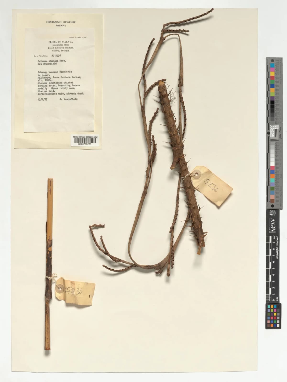 Botanical specimen of Calamus Simplex.