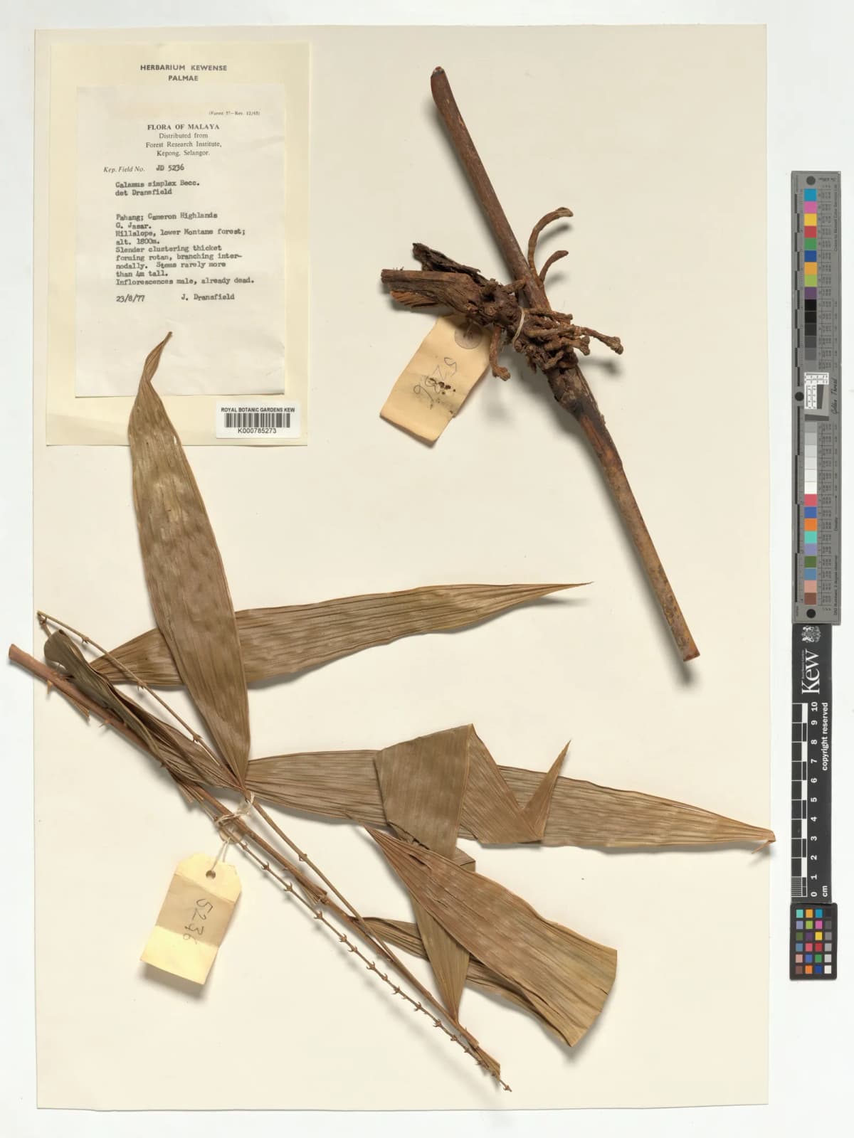 Botanical specimen of Calamus Simplex.