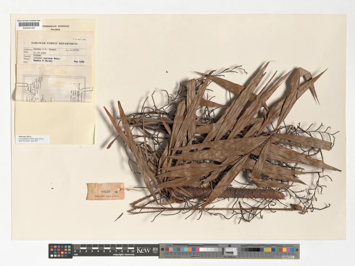 Botanical specimen of Calamus Tanakadatei.