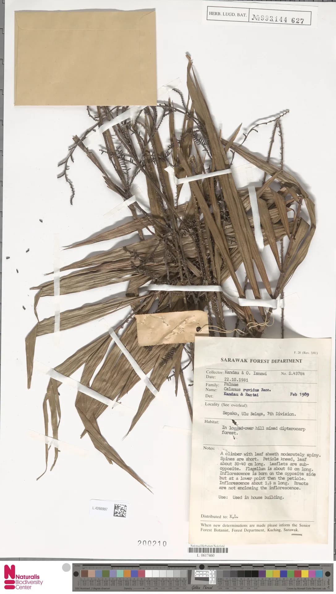 Botanical specimen of Calamus Tanakadatei.
