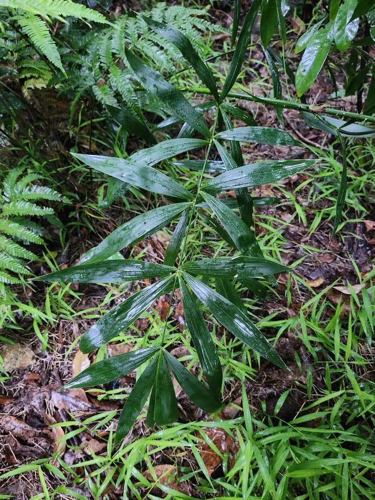 Botanical specimen of Calamus Tetradactylus.