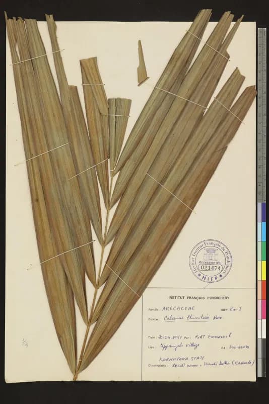 Botanical specimen of Calamus Thwaitesii.