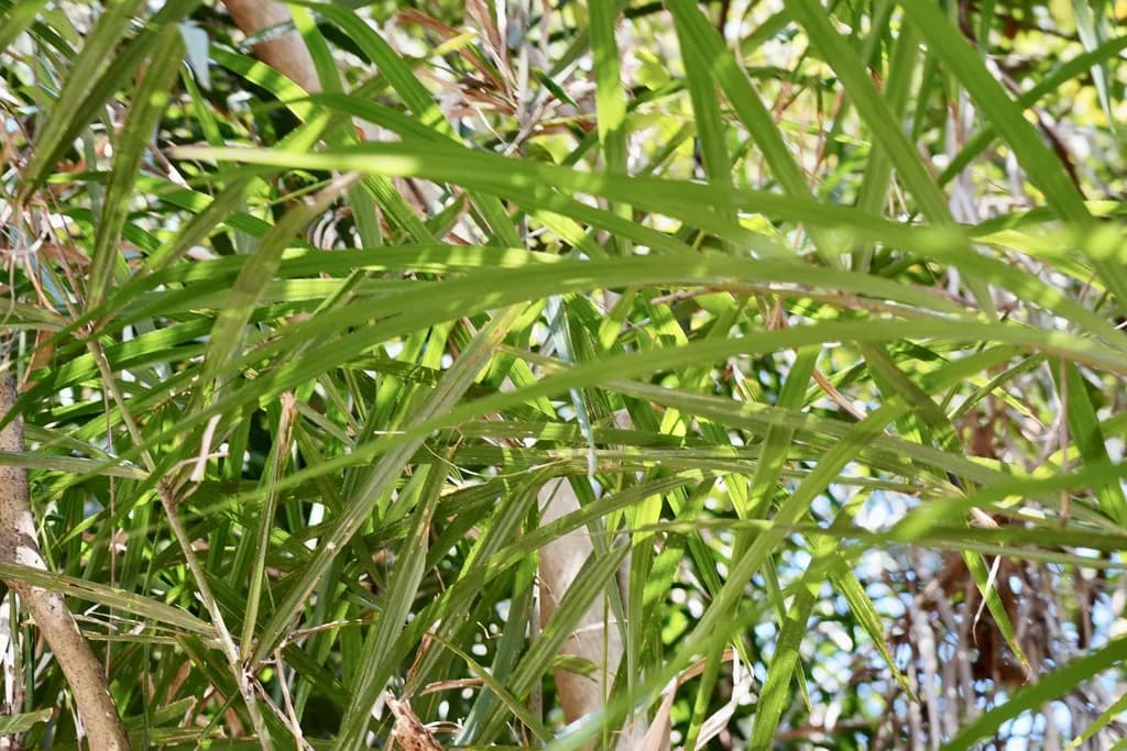 Botanical specimen of Calamus Thysanolepis.