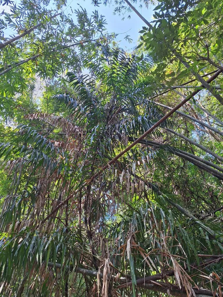 Botanical specimen of Calamus Viminalis.