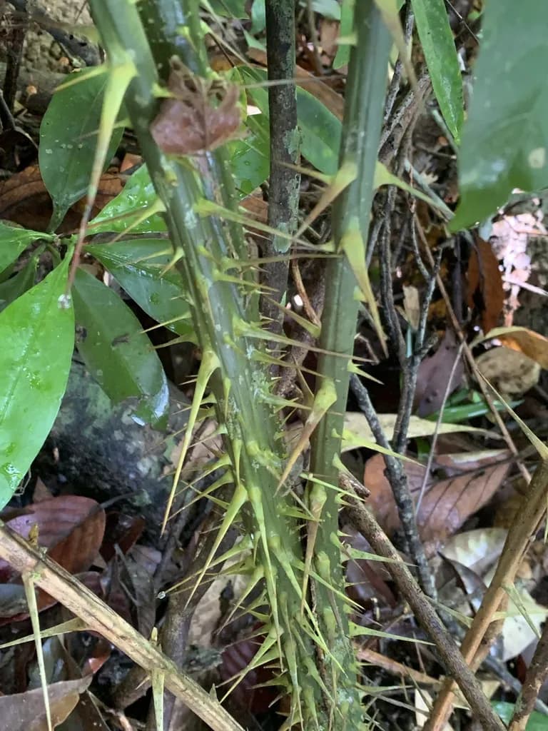 Botanical specimen of Calamus Viminalis.